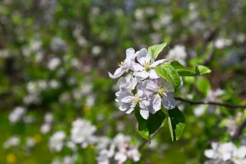 Apple blossoms Stock Photos