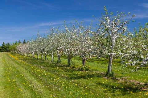 Apple blossoms Stock Photos