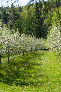 Apple blossoms Stock Photos