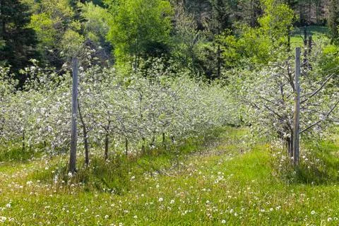 Apple blossoms Stock Photos