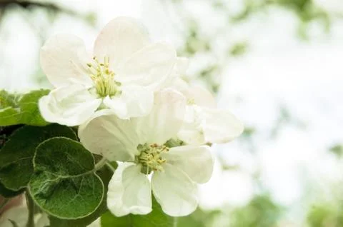 Apple blossoms Stock Photos
