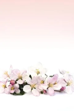 Apple blossoms Stock Photos