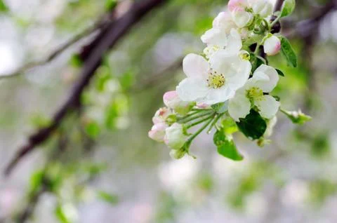 Apple blossoms Stock Photos