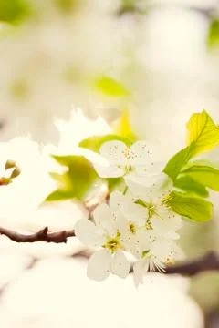 Apple blossoms Stock Photos