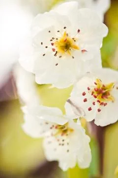 Apple blossoms Foto stock