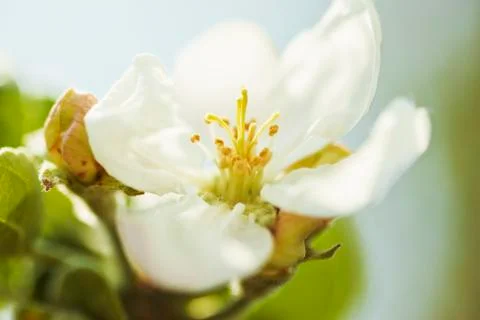 Apple blossoms Stock Photos