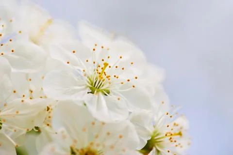 Apple blossoms Stock Photos
