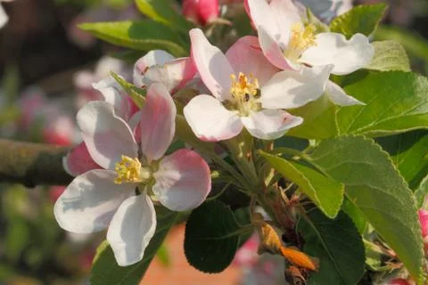 Apple blossoms Stock Photos