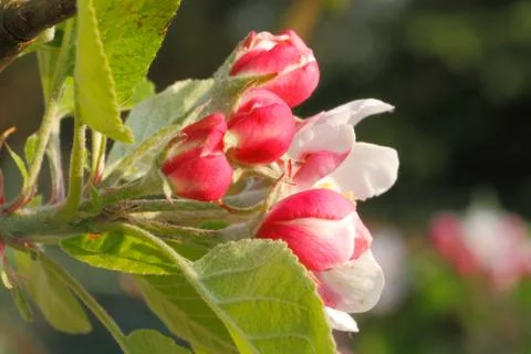 Apple blossoms Stock Photos
