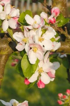 Apple blossoms Foto stock