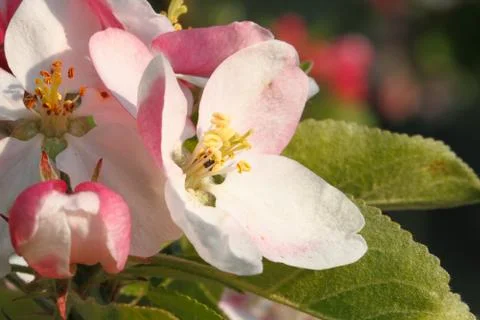 Apple blossoms Foto stock