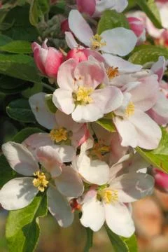 Apple blossoms Stock Photos