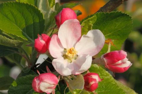 Apple blossoms Stock Photos