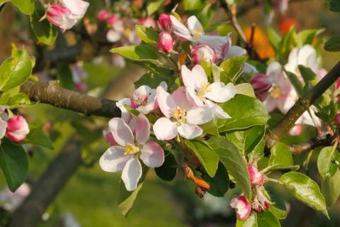 Apple blossoms Stock Photos