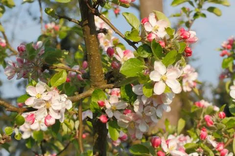Apple blossoms Stock Photos
