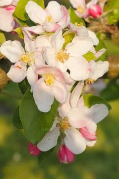 Apple blossoms Stock Photos