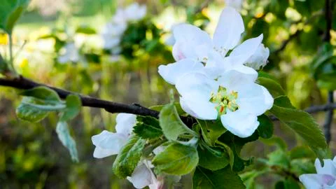 Apple blossoms Stock Photos