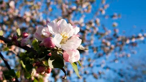 Apple blossoms Stock Photos