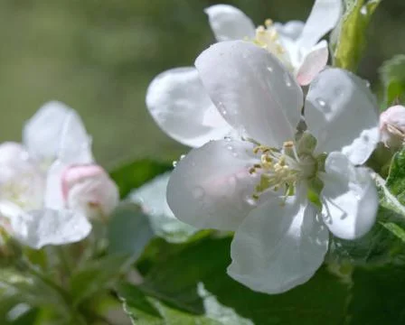 Apple-blossoms Stock Photos