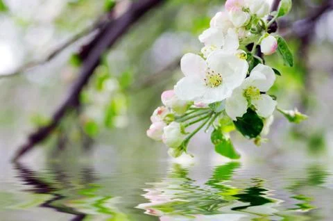 Apple blossoms Stock Photos