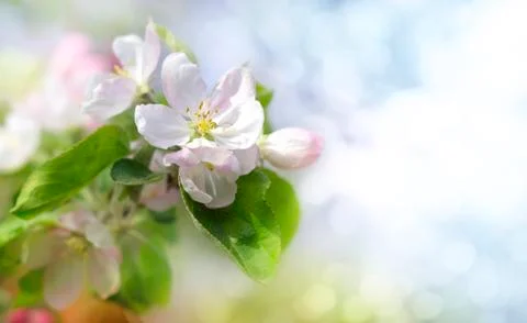 Apple Blossoms Stock Photos