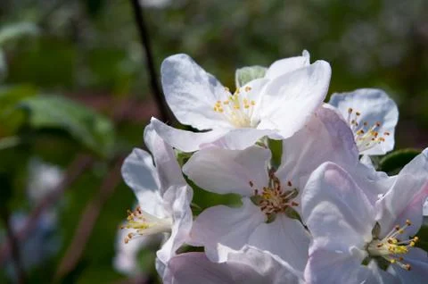 Apple Blossoms Stock-Fotos