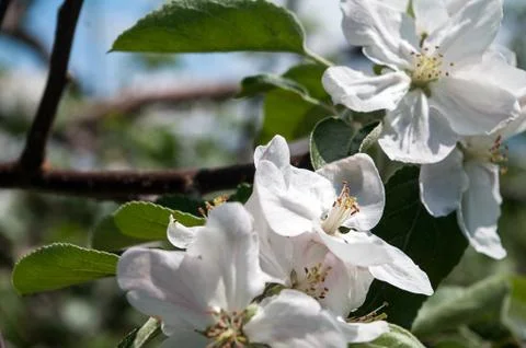 Apple Blossoms Stock-Fotos