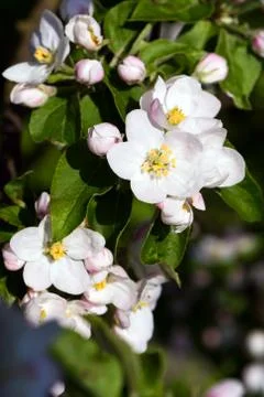 Apple blossoms Stock Photos