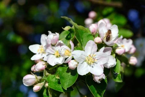 Apple blossoms Stock Photos