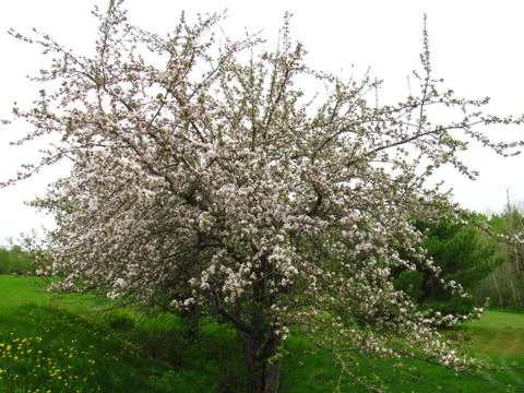 Apple blossoms 스톡 사진