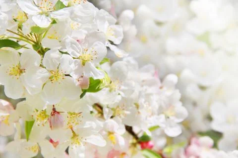 Apple blossoms Stock Photos