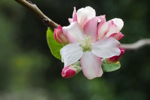 Apple Blossoms Stock Photos