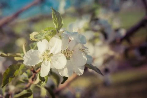 Apple Blossoms Stock Photos