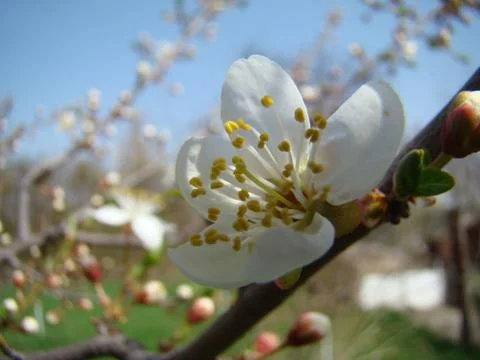 Apple blossoms 스톡 사진