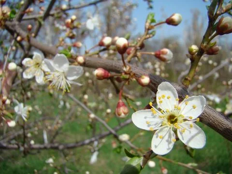 Apple blossoms 스톡 사진