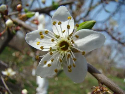 Apple blossoms Stock Photos