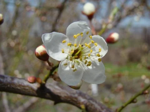 Apple blossoms Stock-Fotos