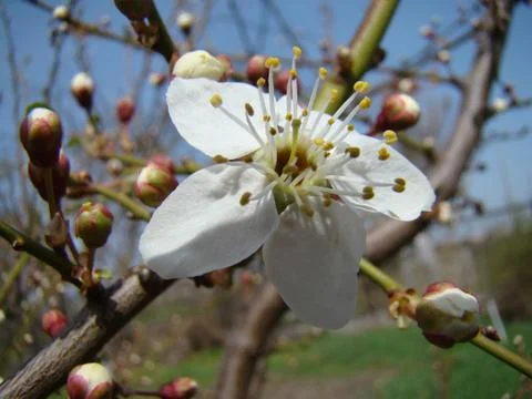 Apple blossoms Stock Photos