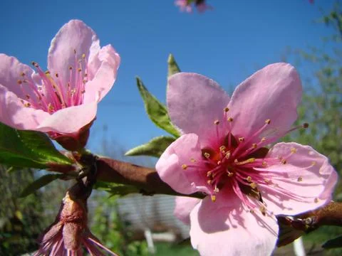 Apple blossoms Foto stock