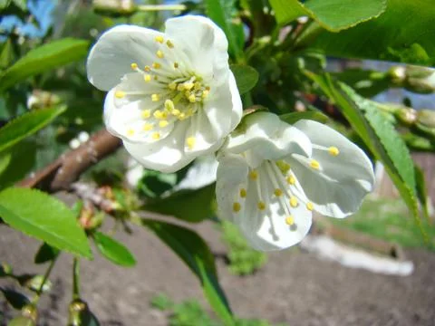 Apple blossoms 스톡 사진