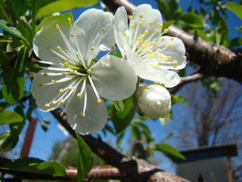 Apple blossoms Stock-Fotos