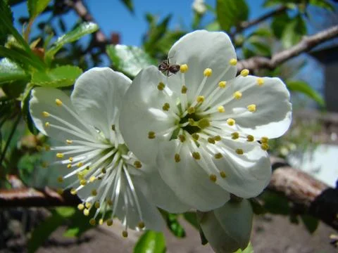 Apple blossoms 스톡 사진