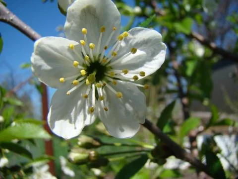 Apple blossoms 스톡 사진
