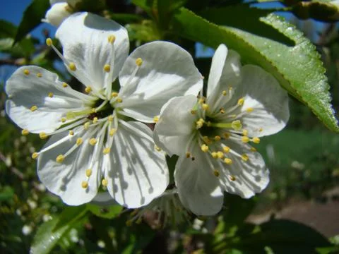 Apple blossoms Stock Photos