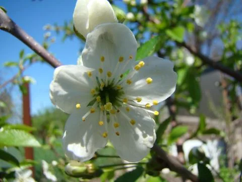 Apple blossoms Stock-Fotos