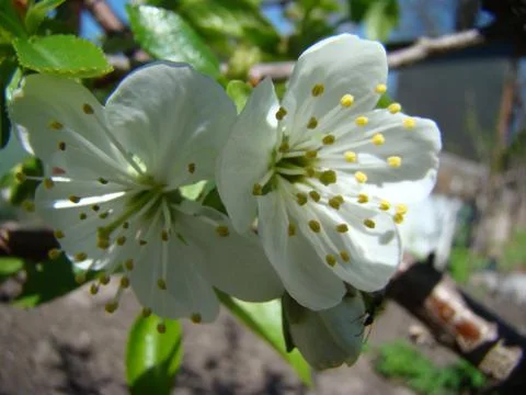 Apple blossoms Stock-Fotos