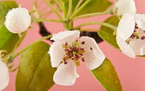 Apple blossoms Stock Photos