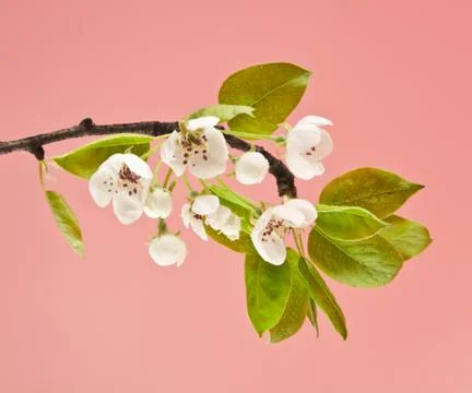 Apple blossoms Stock Photos