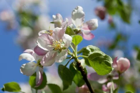 Apple blossoms Stock Photos