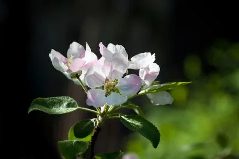 Apple blossoms Stock Photos